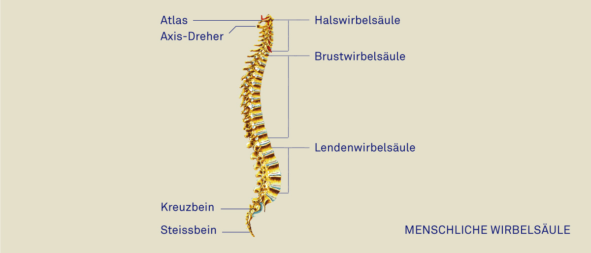 wirbelsaeule_beschriftung2